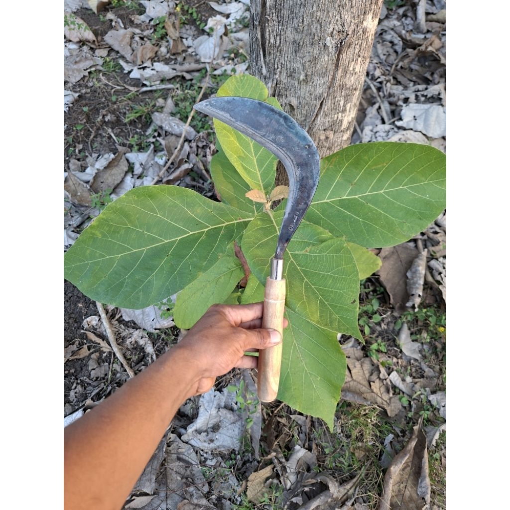 sabit matun baja asli, sabit kecil sabit bahan baja per asli