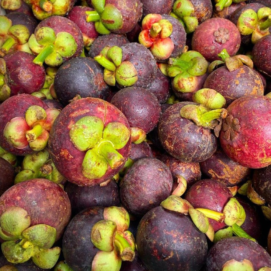 Buah Manggis Padang
