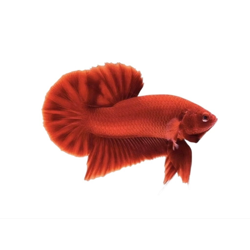 Hiasan Aquarium Cupang Super Red Grade A+