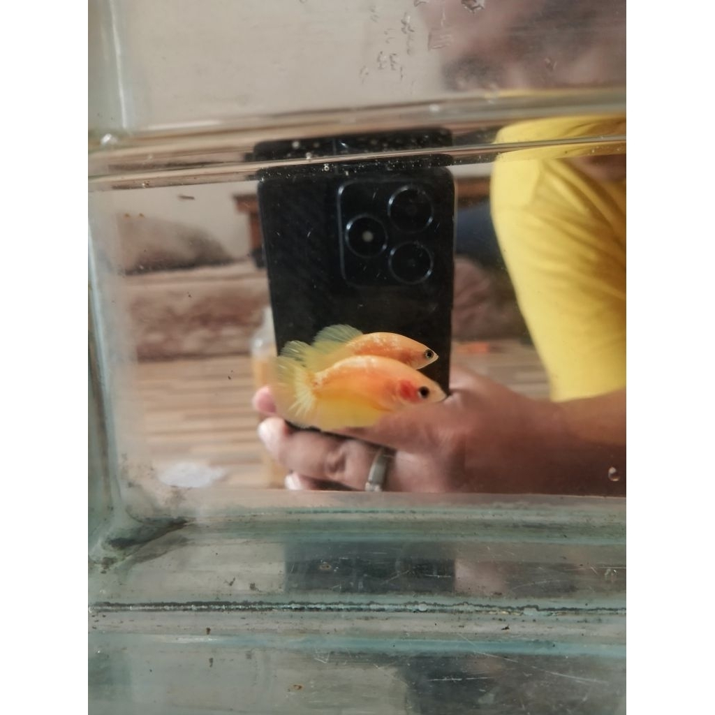 FEMALE HMPK YELLOW FCCP GRADE A USIA 3 BLN (FULL EGG)