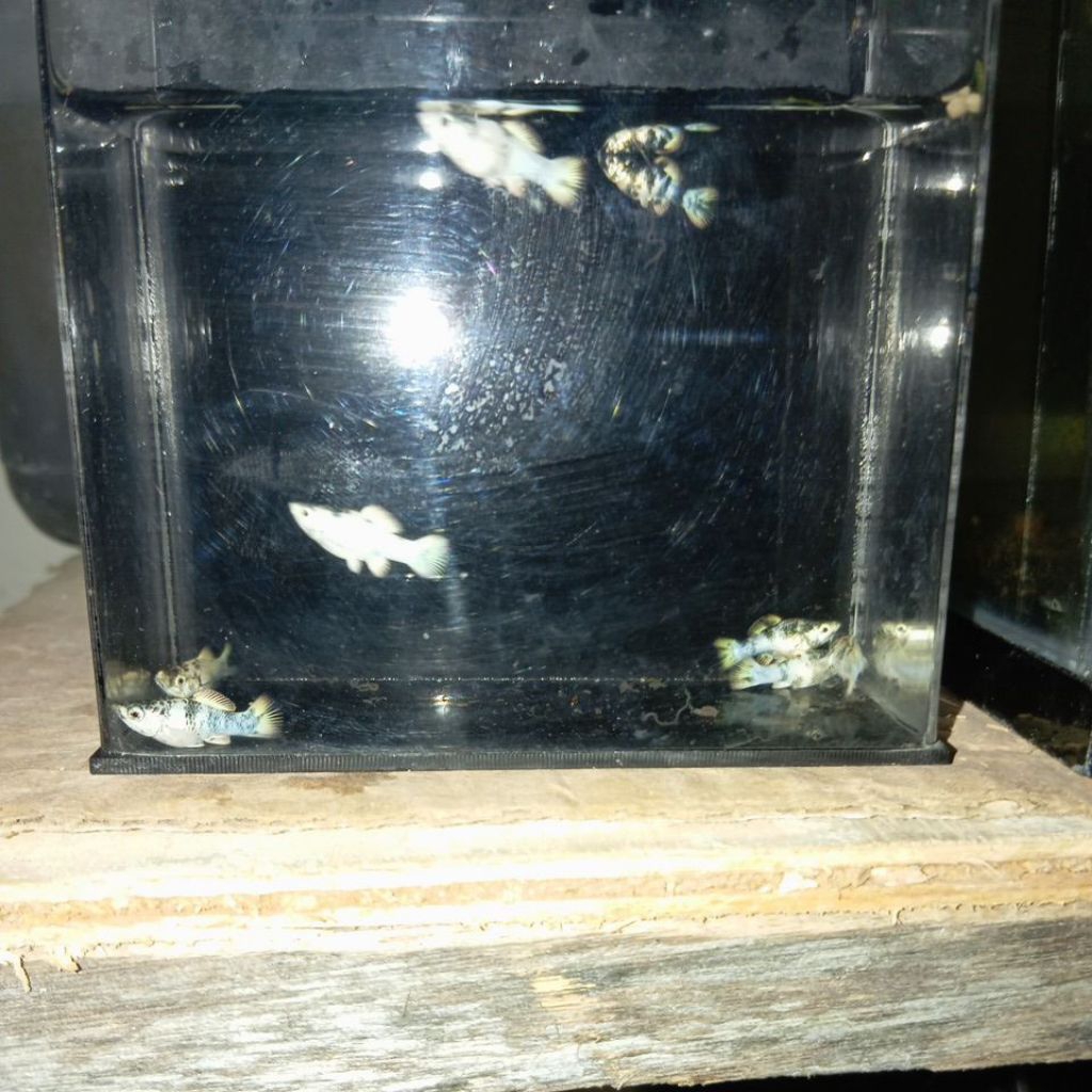 Molly Zebra balon