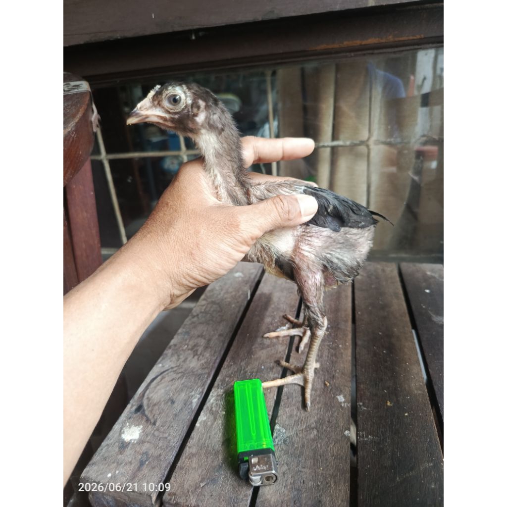 ayam pakhoy anakan
