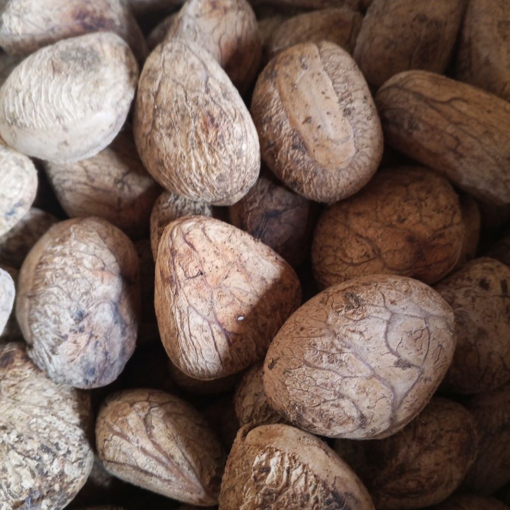 picung muda kelewek menta  harga 1kg