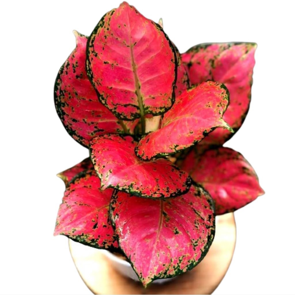 Aglonema Dud Anjamani Super Red