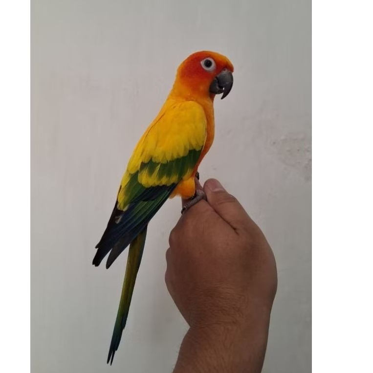 Sun conure higt yellow jinak