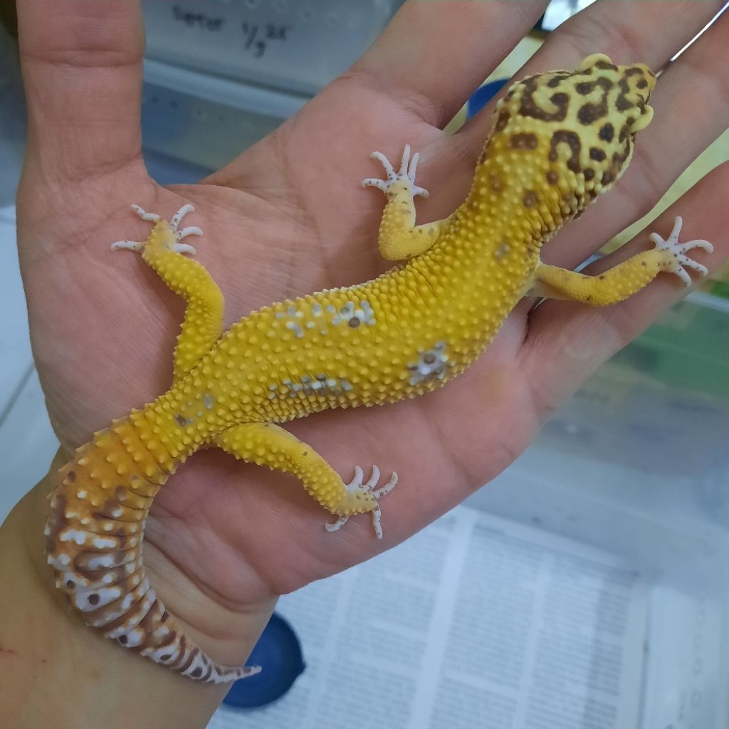 mainan Dewasa Jantan  gecko leopard  BELL A