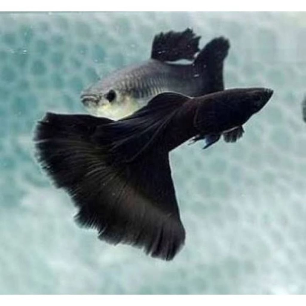 Guppy Black Moscow Full Black Hiasan Akuarium