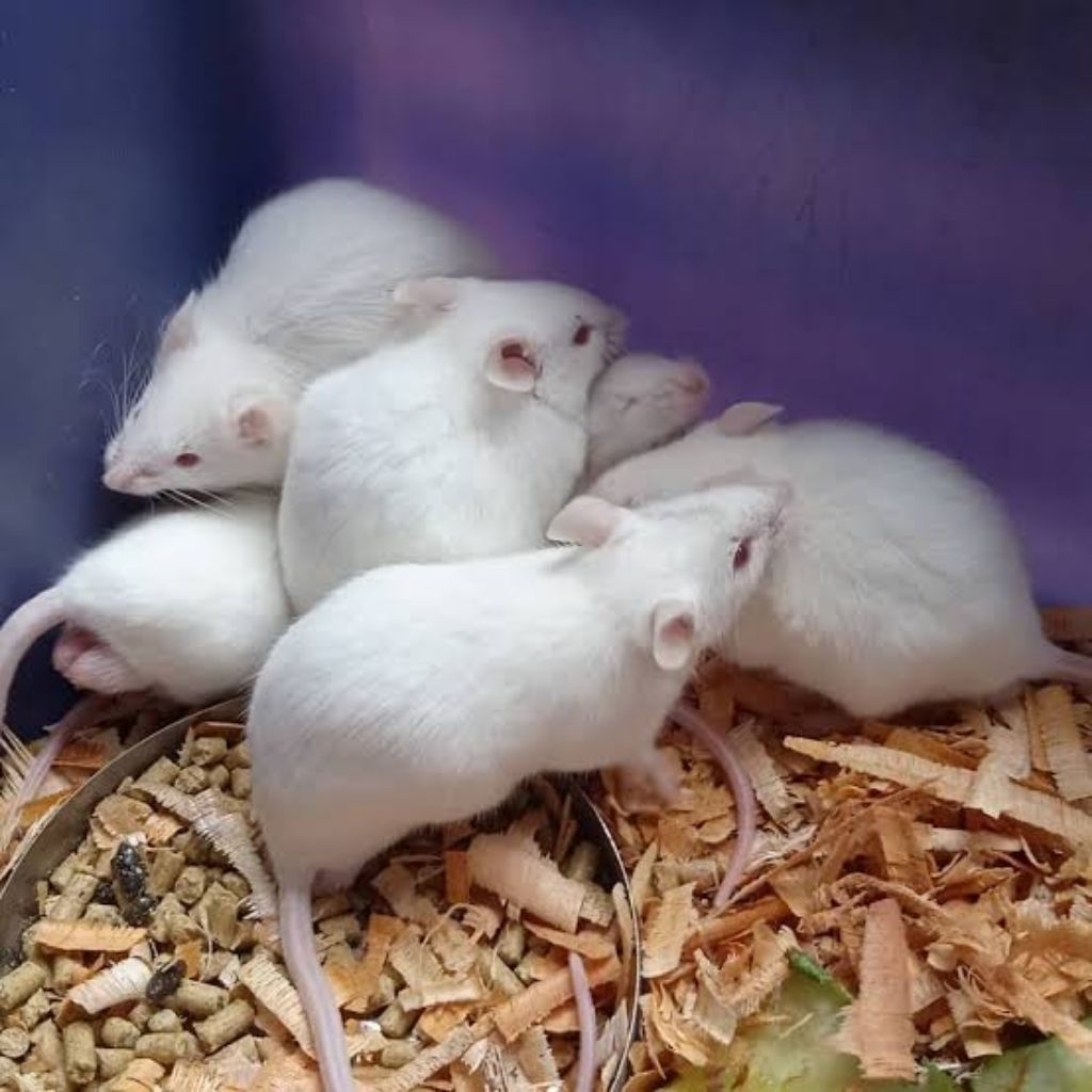 Tikus Putih Mencit Dewasa - Pakan Reptil,Bahan Pratikum,Dan Hewan Predator