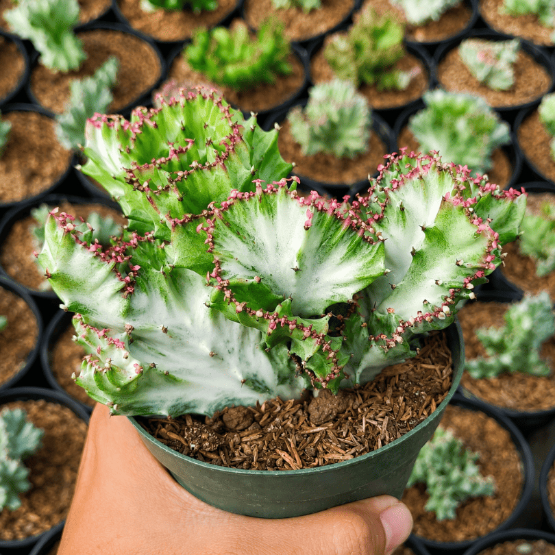 Euphorbia Lactea Cristata Silver