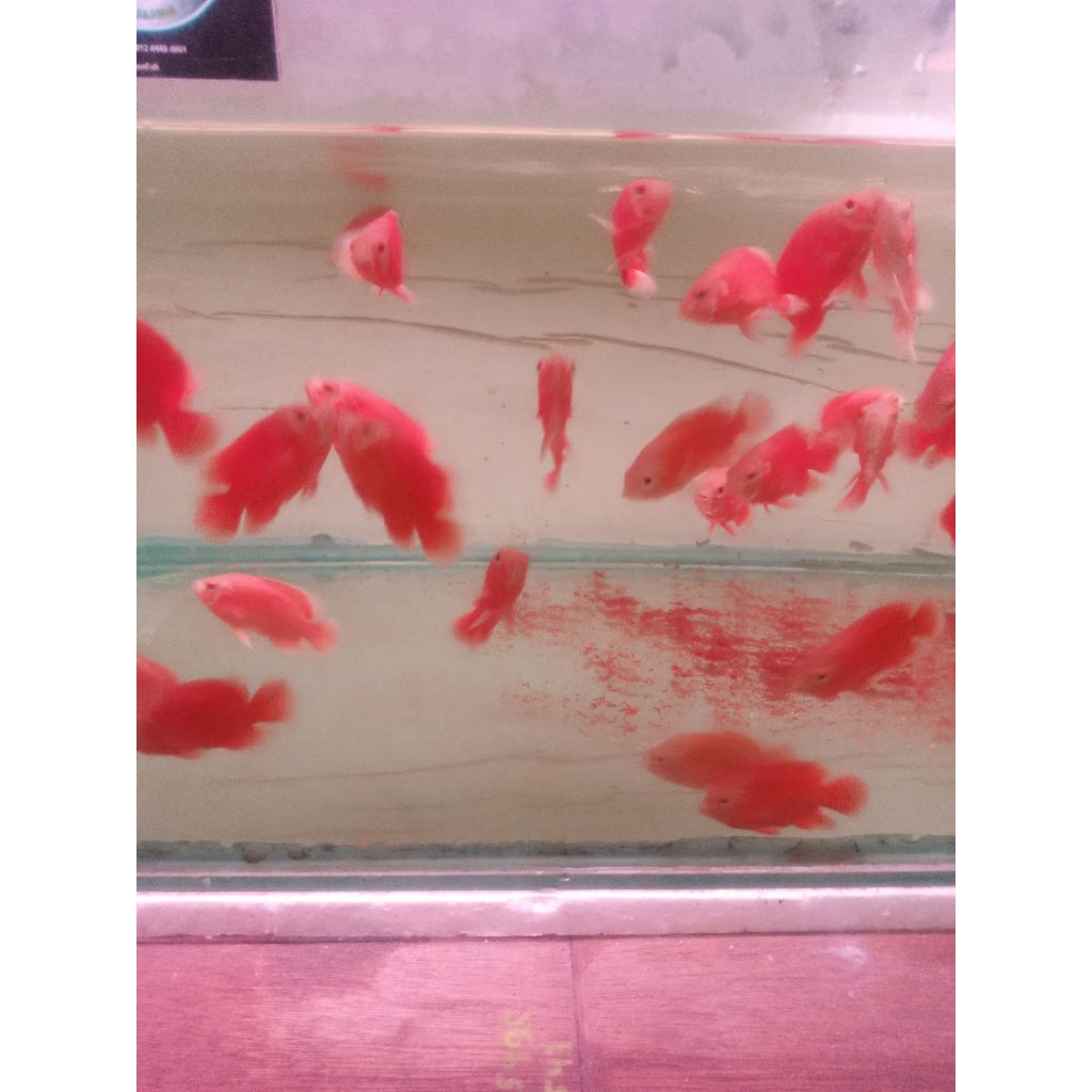 ikan Oscar red Chili super