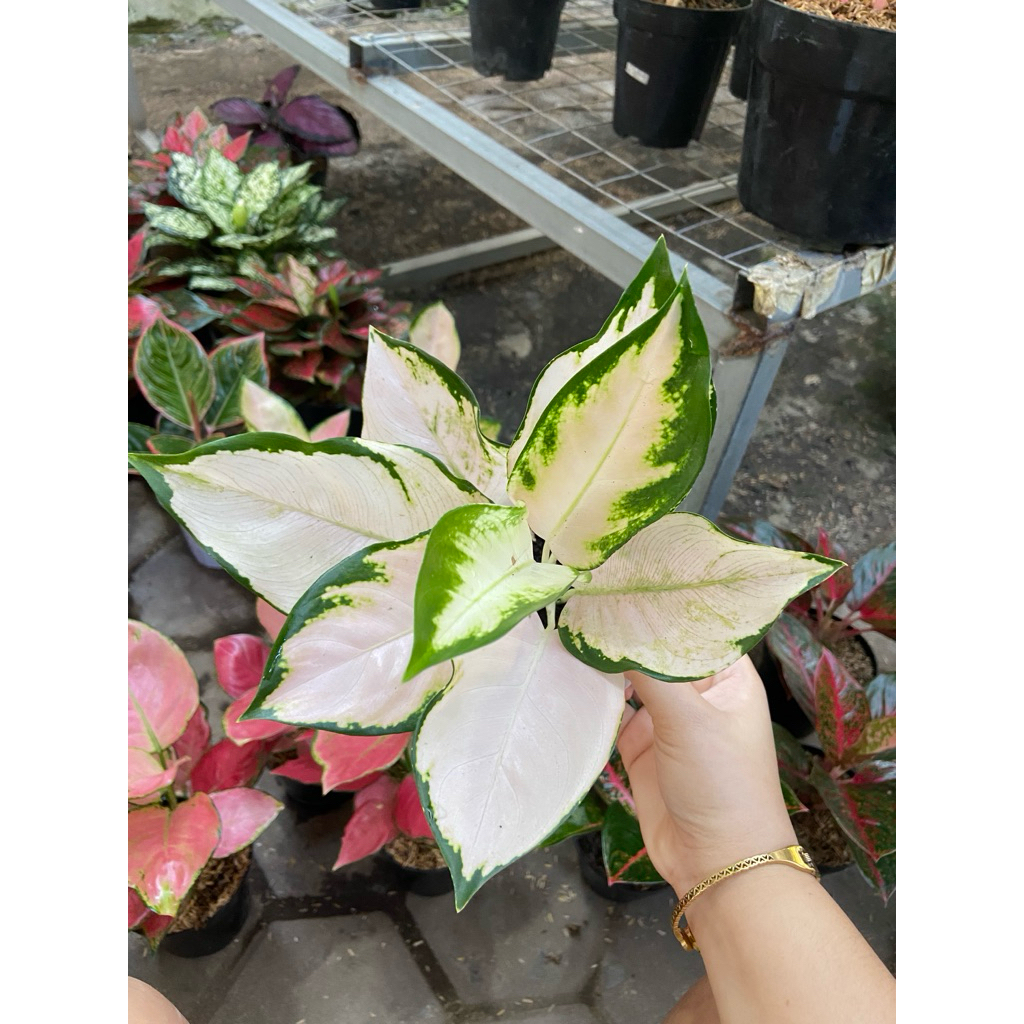 AGLAONEMA KOCHIN ESCADA