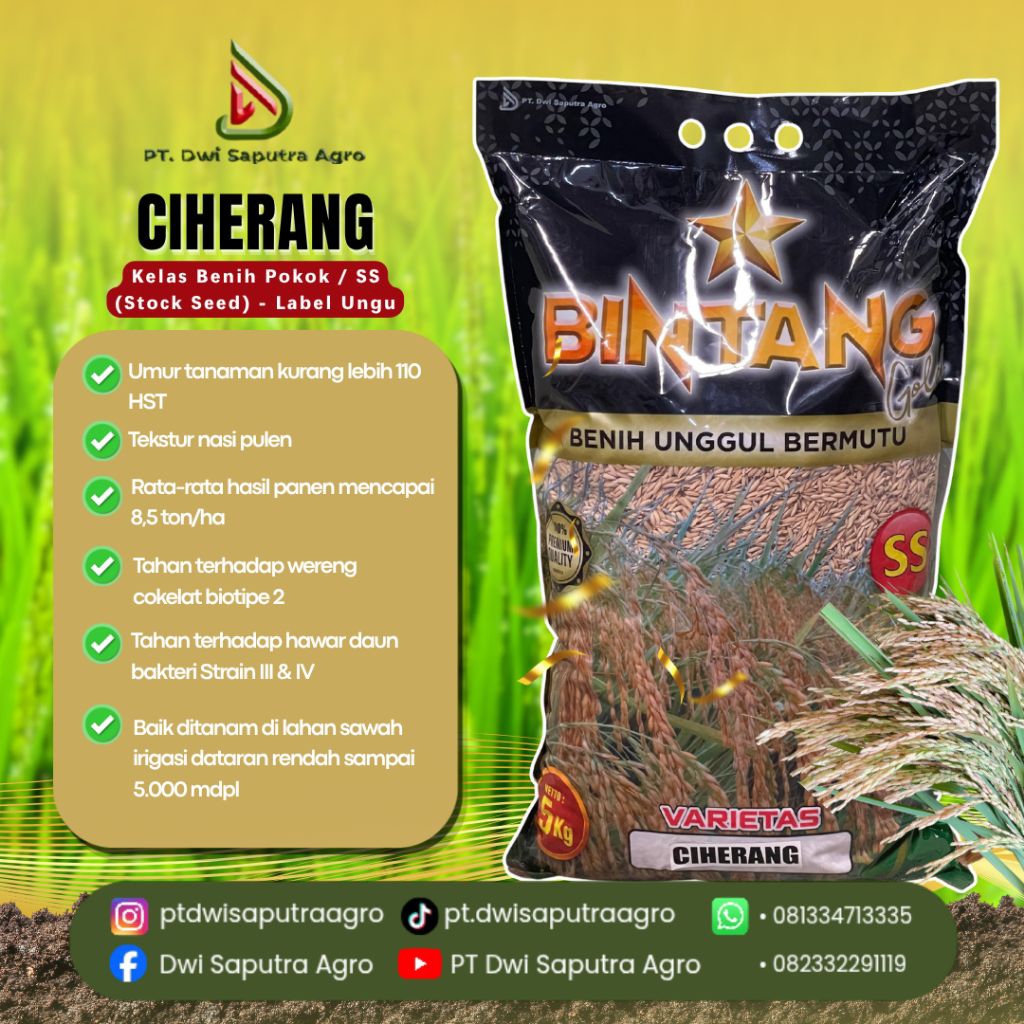 Benih Padi Cap Bintang Gold Varietas "Ciherang" Kelas Benih Pokok / SS (Stock Seed) - [Label Ungu]
