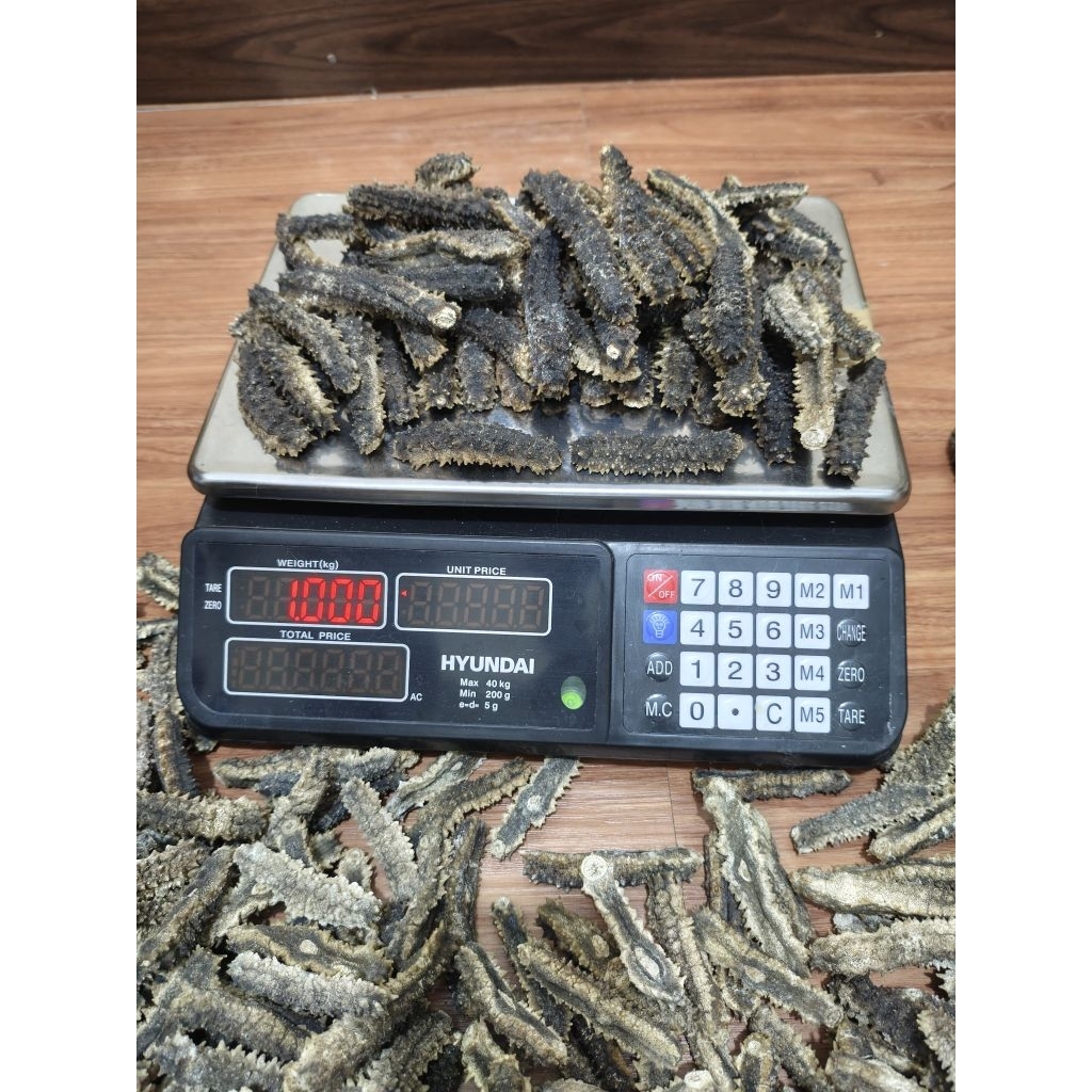 Teripang Duri/Haisom Duri Kering Premium 1KG kualitas Super