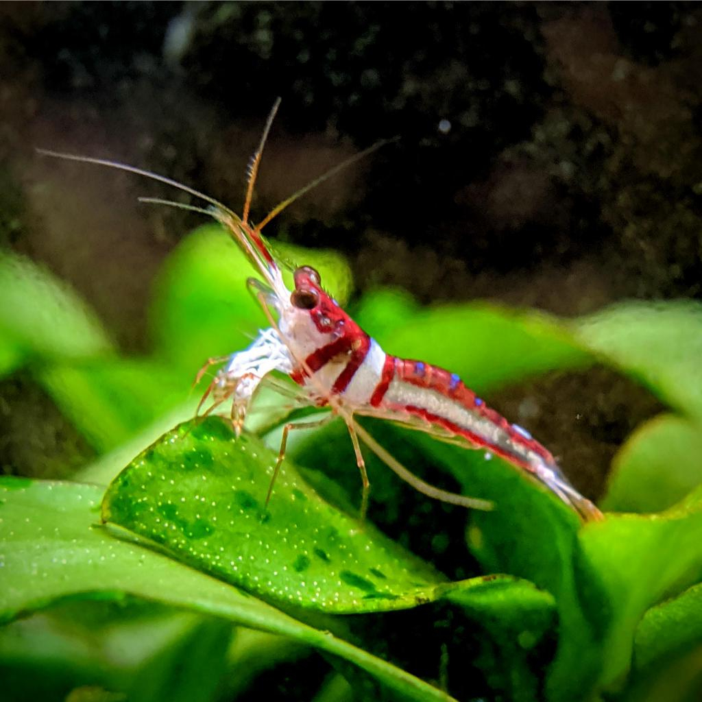 Udang Hias Sulawesi Celebes  Beauty