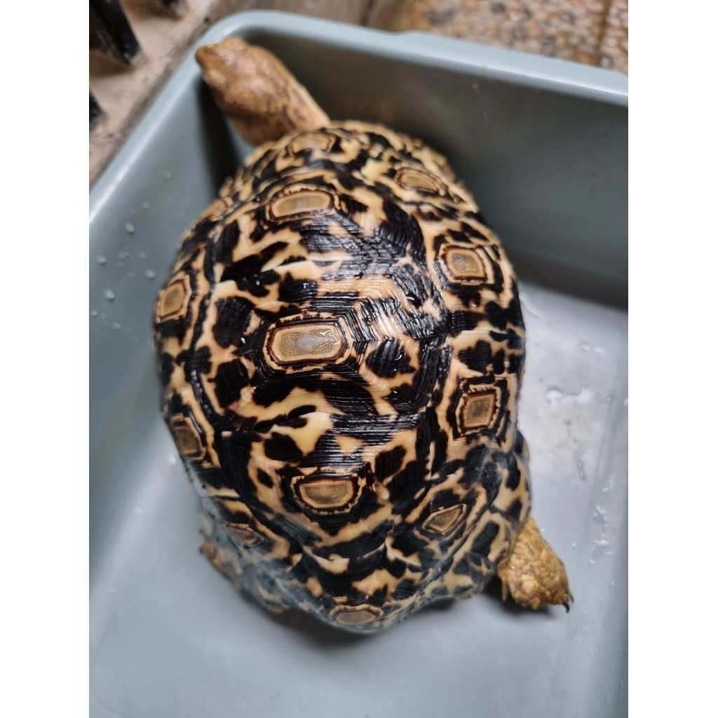 kura giant pardalis pardalis 23cm