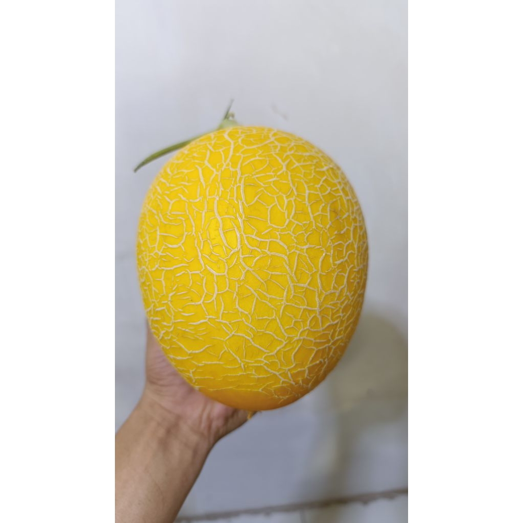 kirim instan melon premium melon lavender 1,5kg