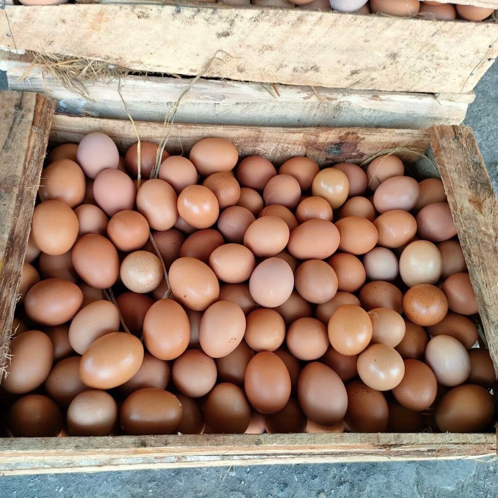Telur Ayam 1 Kotak / 1 Peti (10 kg) + Peti