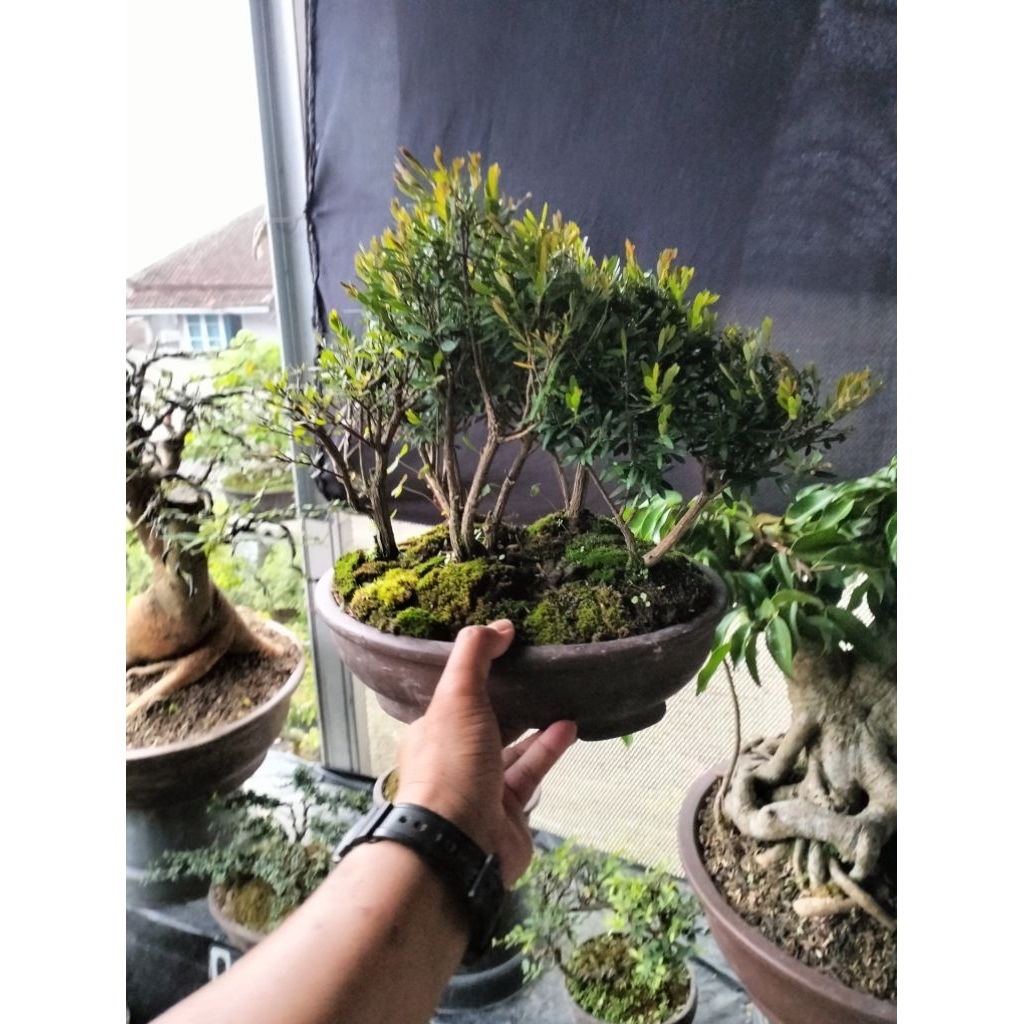 bonsai cendrawasih grouping tinggal pajang