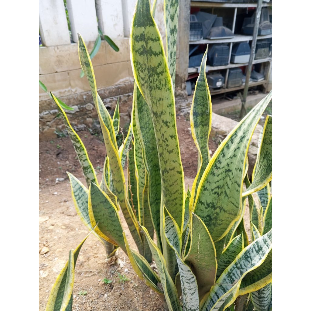 Lidah Mertua Sansevieria Daun Emas Tinggi 40–60 cm Tanaman Hidup Penyerap Racun Ruangan