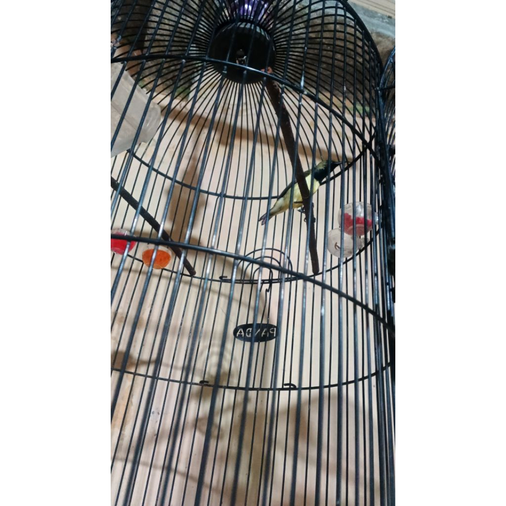burung sogon (sogok ontong) gacor + sangkar