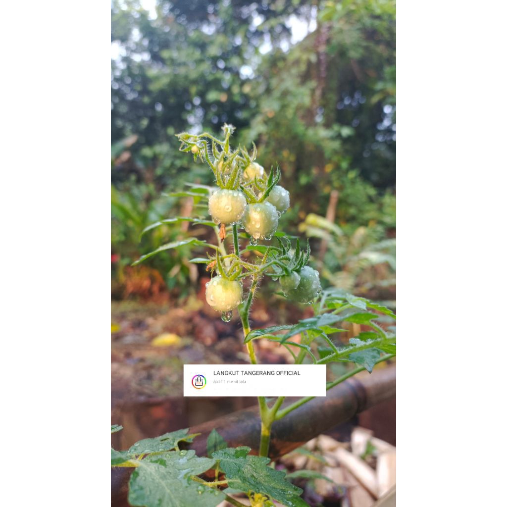 Pohon Tomat Rampai Sudah Berbuah / Rampai Lampung Sudah Berbuah