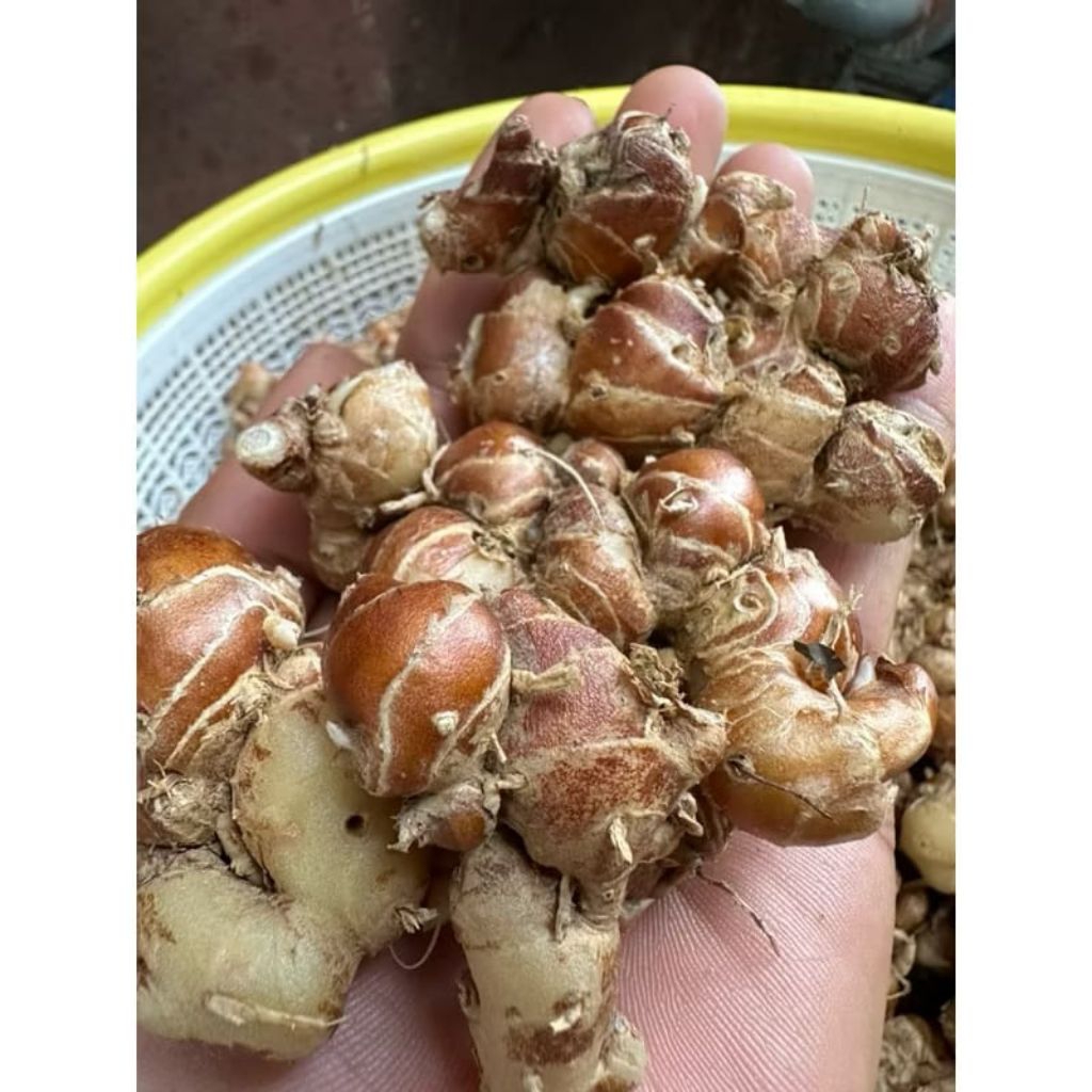 kencur segar 1kg  asli Boyolali