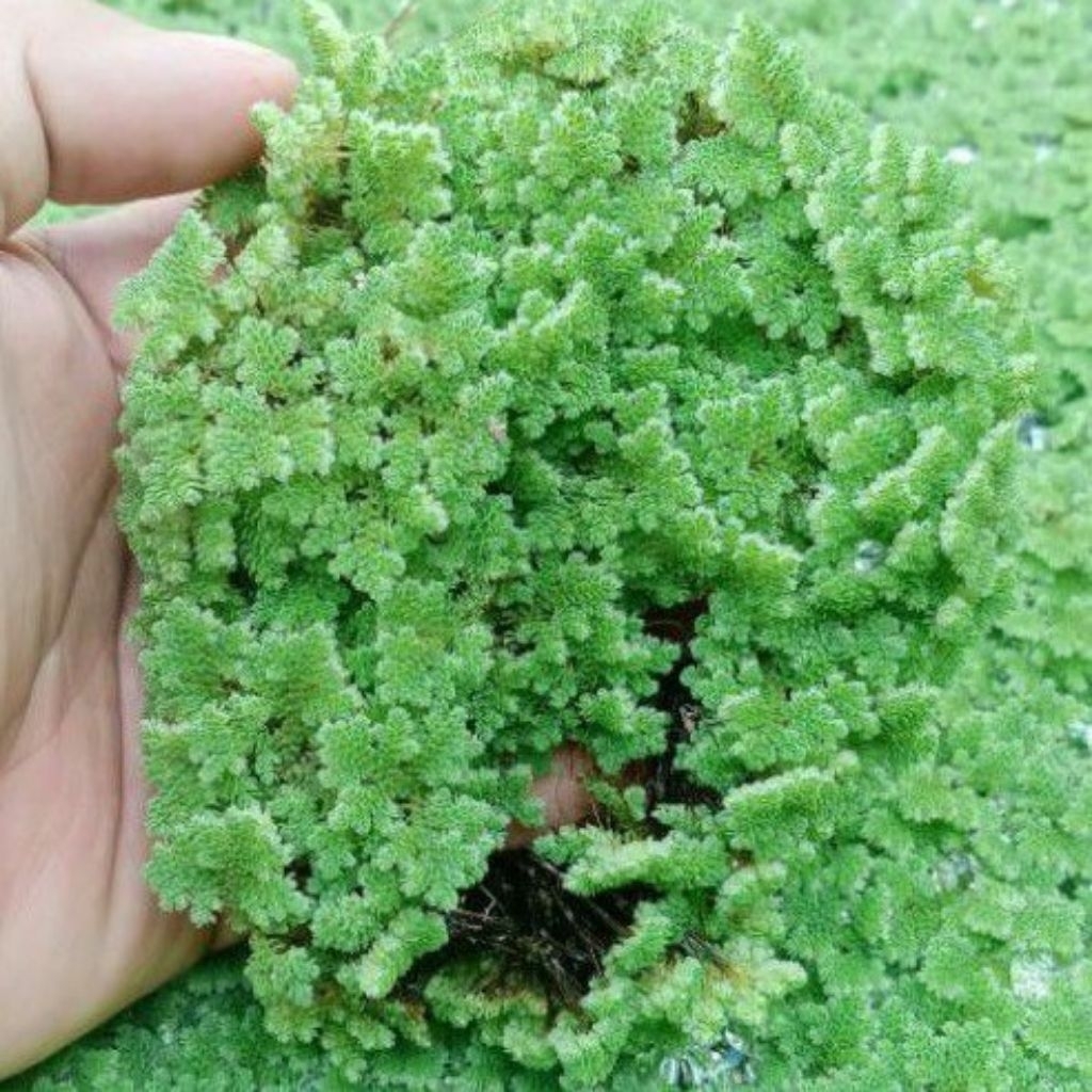 BIBIT AZOLLA SUPER 100 gram BIBIT AZOLLA UNGGUL AZOLLA PAKAN IKAN AZOLLA PAKAN TERNAK AYAM BEBEK AZO
