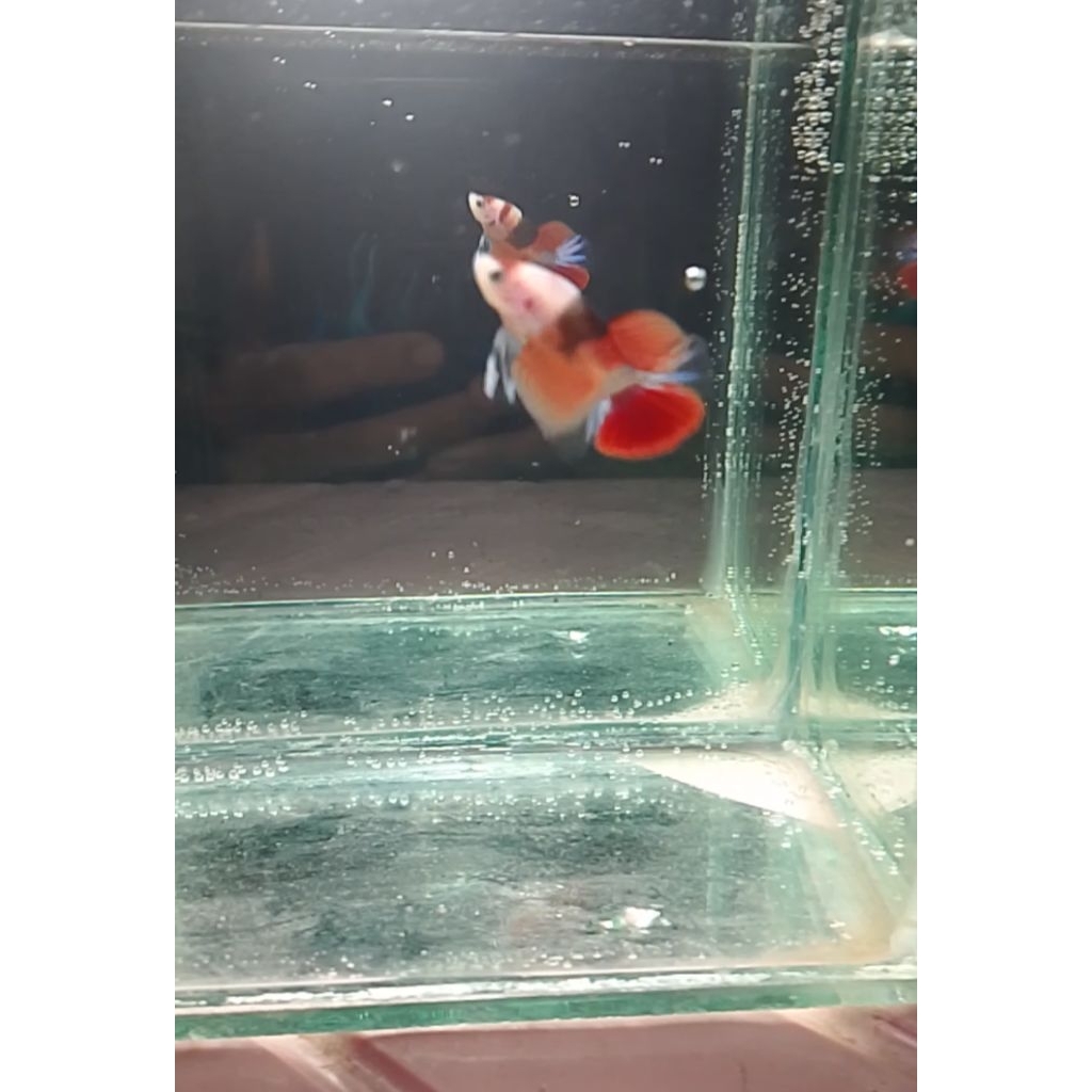 HMPK KOI