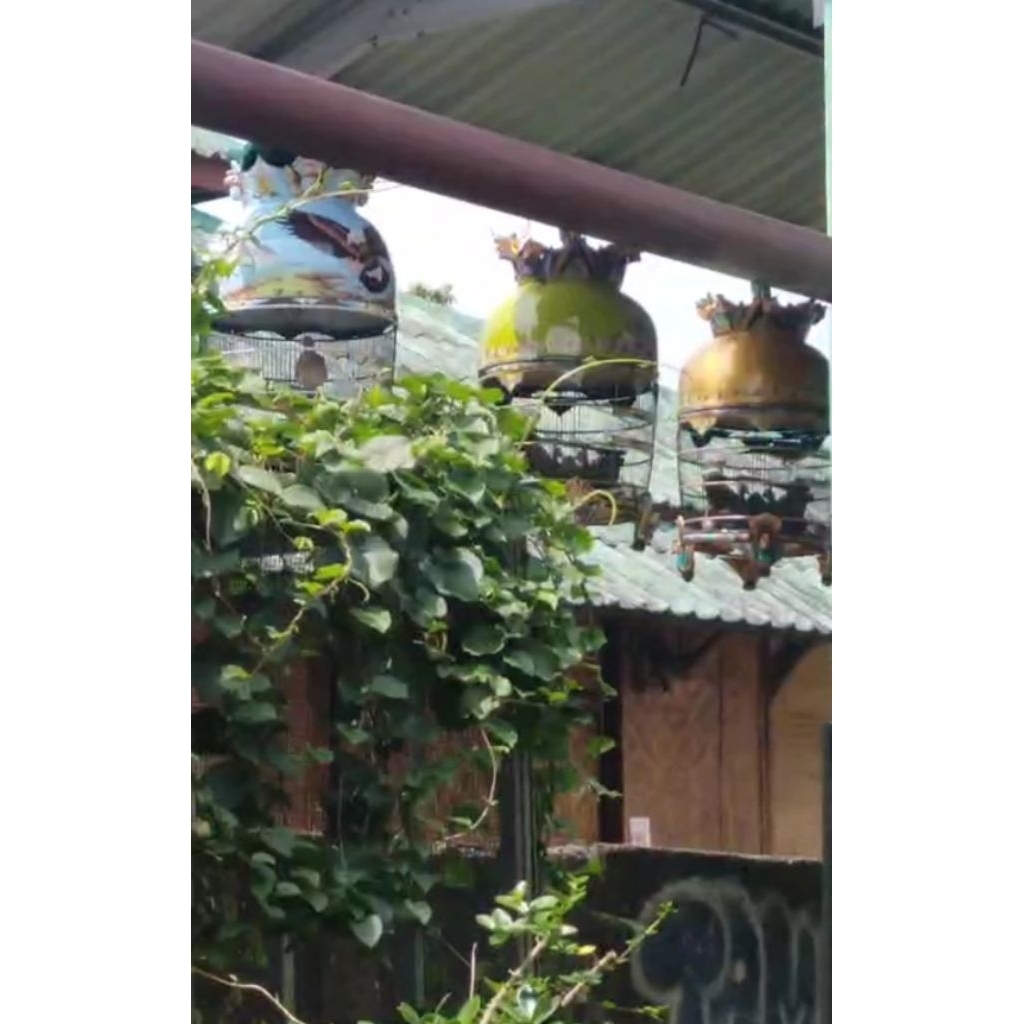 Peternak Perkutut Bangkok, Tekukur Blorok, Tekukur Klantan