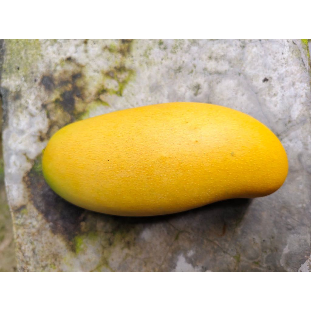 Entres Mangga Banana