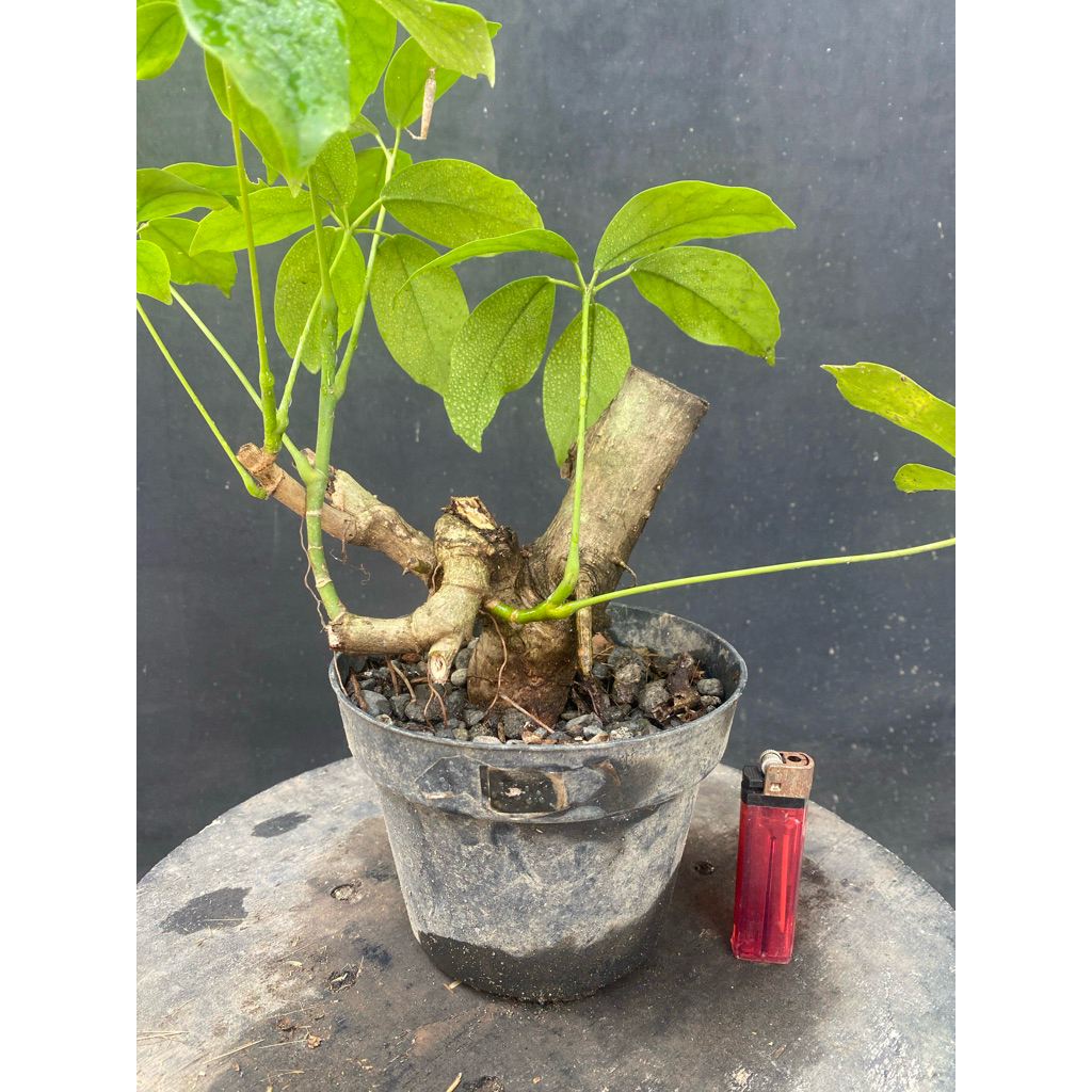 Bibit Tanaman Bahan Bonsai Tlogosari atau Telogosari tanaman hias unik