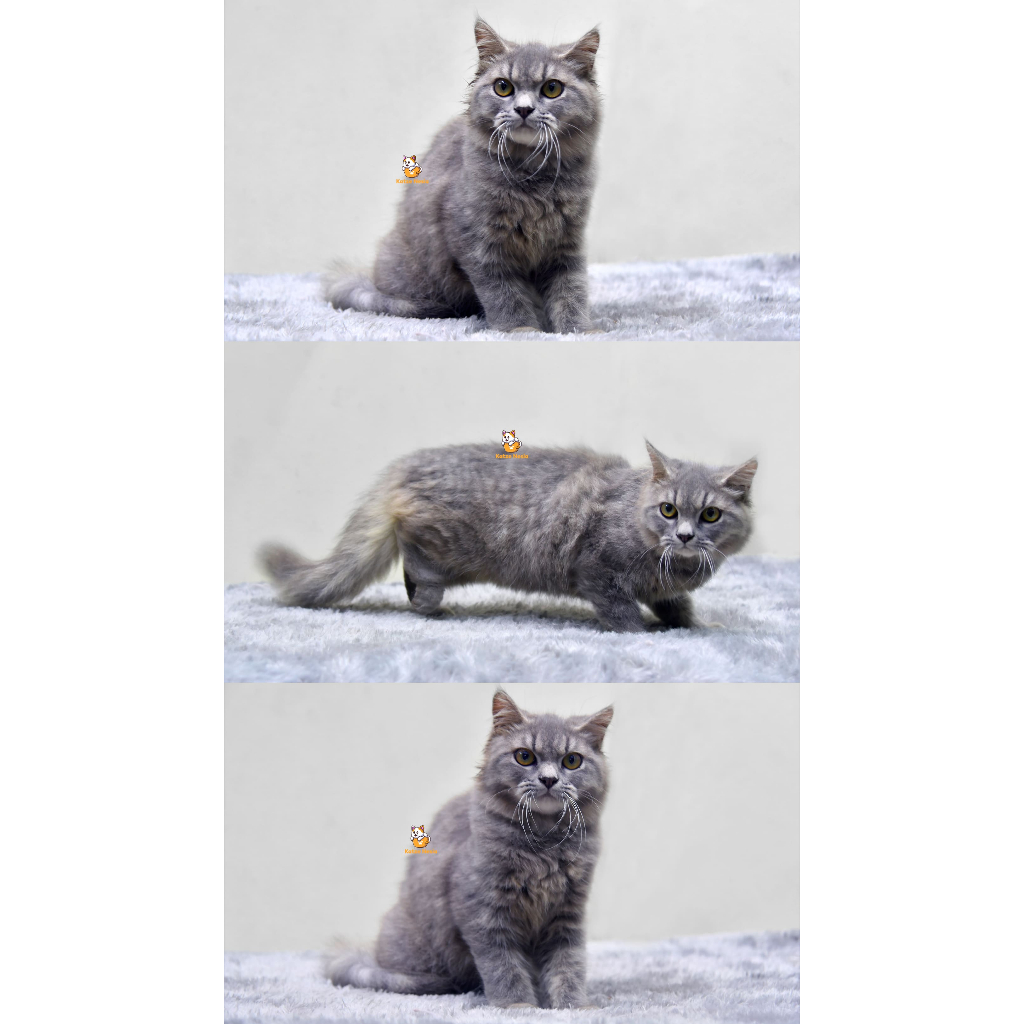Ebi – Kucing British mix Persia 8 Bulan Jantan