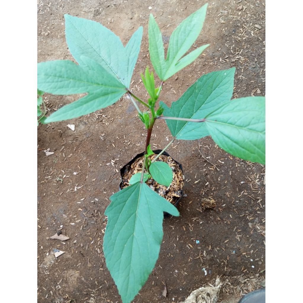 rosella/tanaman herbal rosella