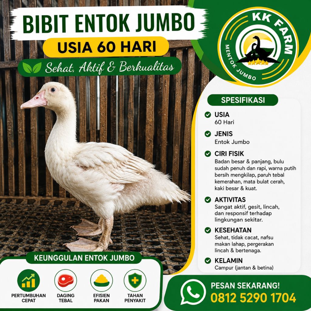 Entok Jumbo / Anakan Entok Jumbo / Bibit Entok Jumbo Usia 2 Bulan (60 Hari)