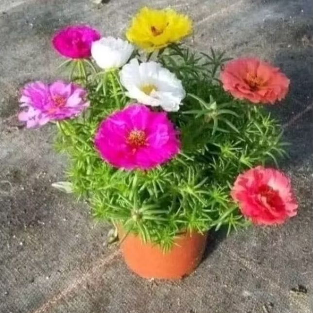 PROMO Tanaman hias Bunga krokot Bunga Sutra bombay Portulaca - Bunga Krokot - Bunga jam 9