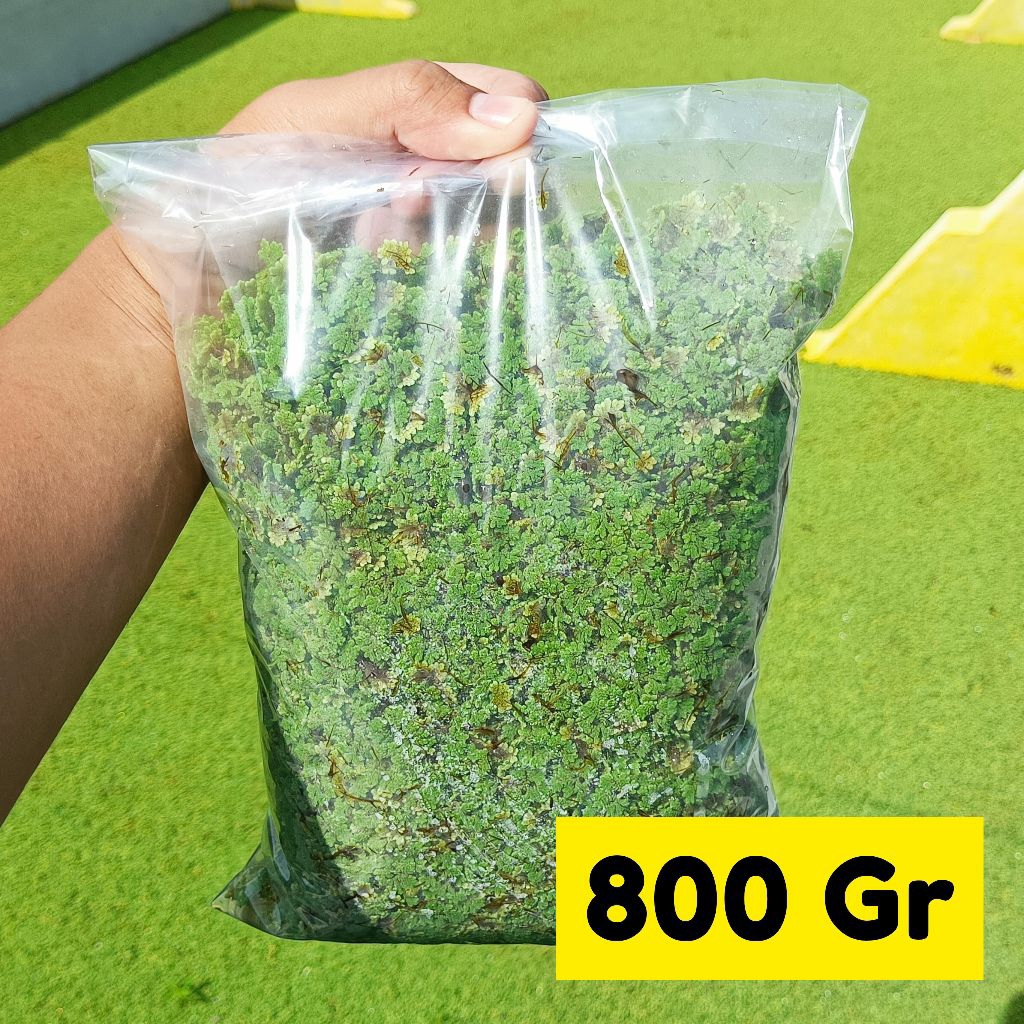Azolla Segar 800 Gram | Bibit Azolla | Pakan Ayam Bebek Puyuh Ikan Lele Nila Gurame Kambing Sapi | P