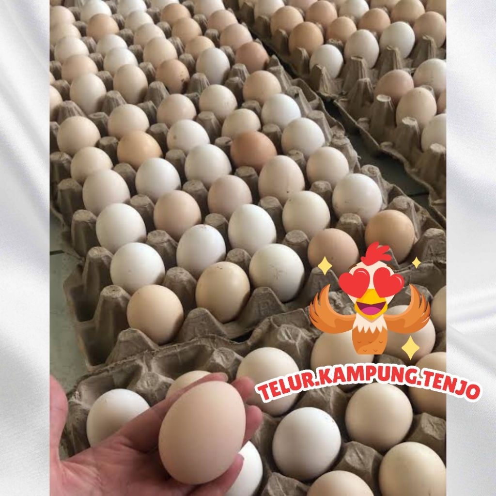Telur ayam kampung asli/Telur Kampung asli(bukan KUB)
