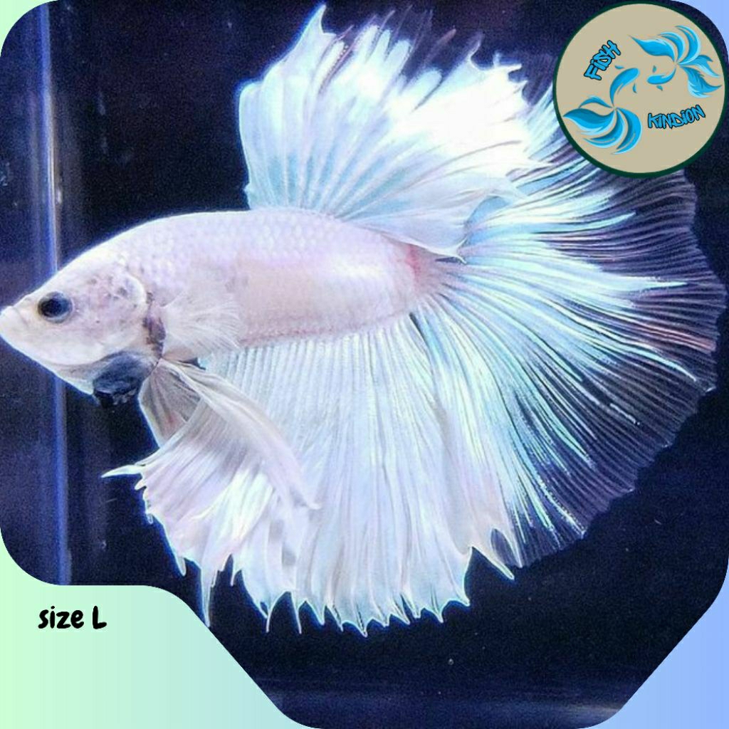 Ikan cupang Halfmoon white