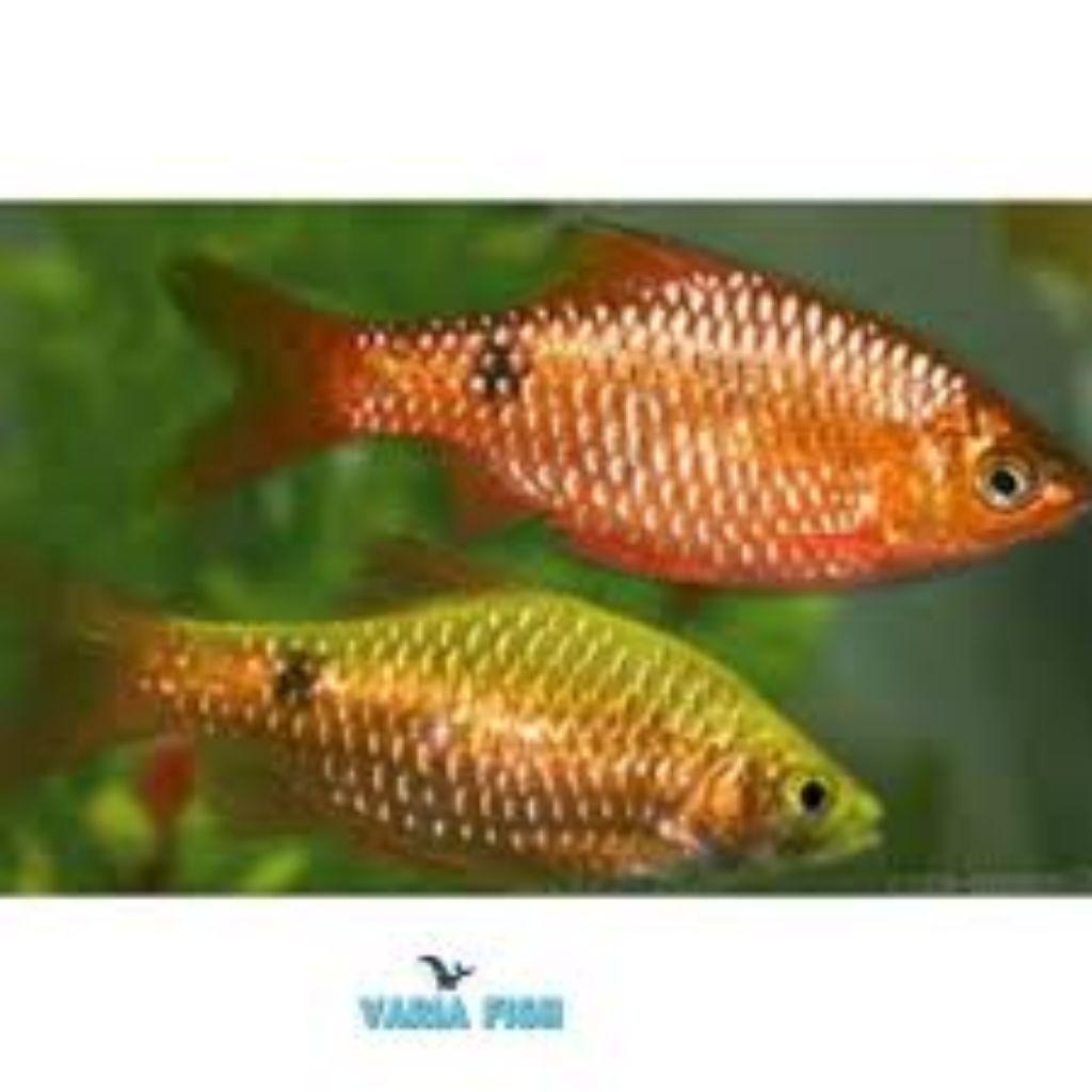 Ikan Barbir indukan sepasang