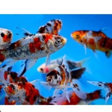 KOMET PANCAWARNA UKURAN 6-8 CM