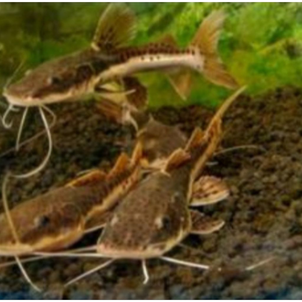 Leopard cat fish - hiasan dekorasi aquarium