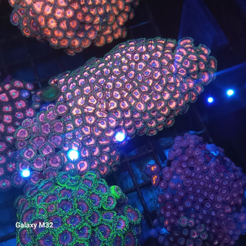 zoa koloni WYSIWYG 26