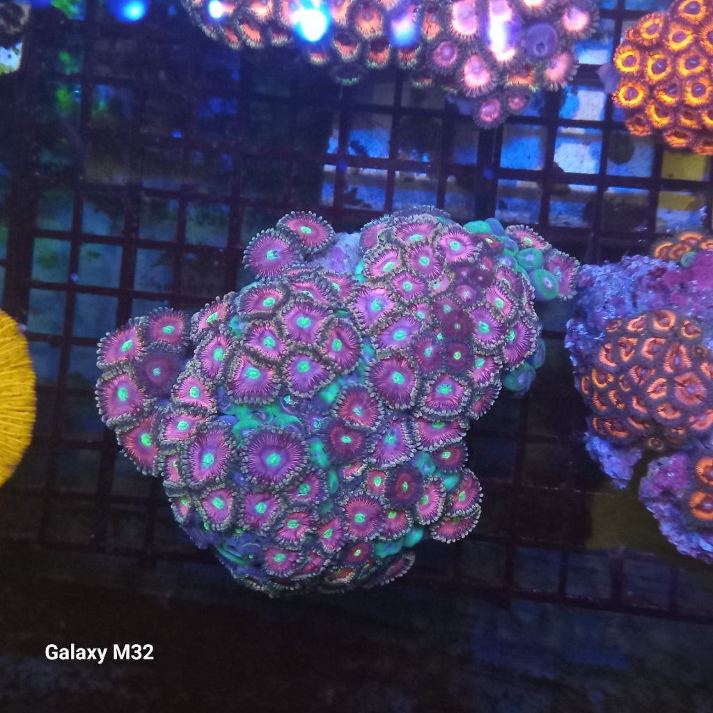 zoa koloni WYSIWYG 34