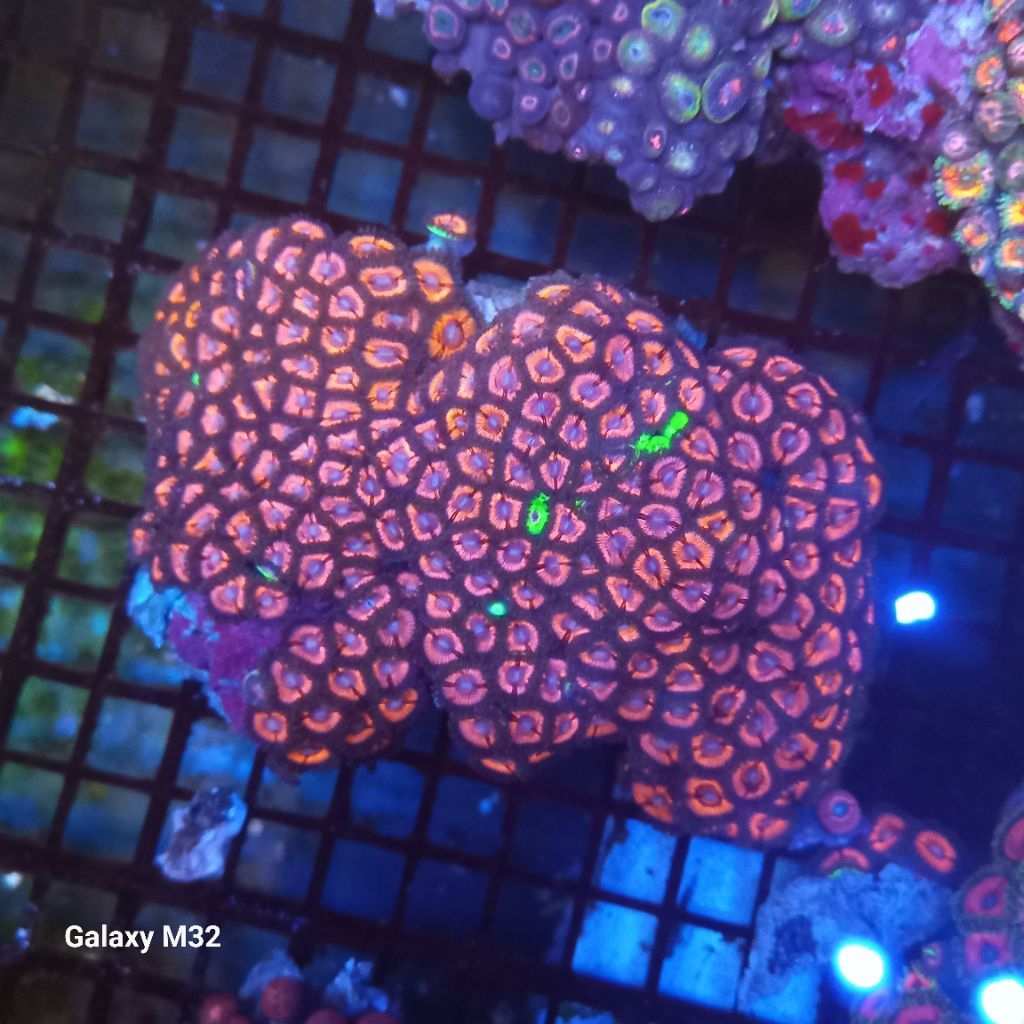 zoa koloni WYSIWYG 40