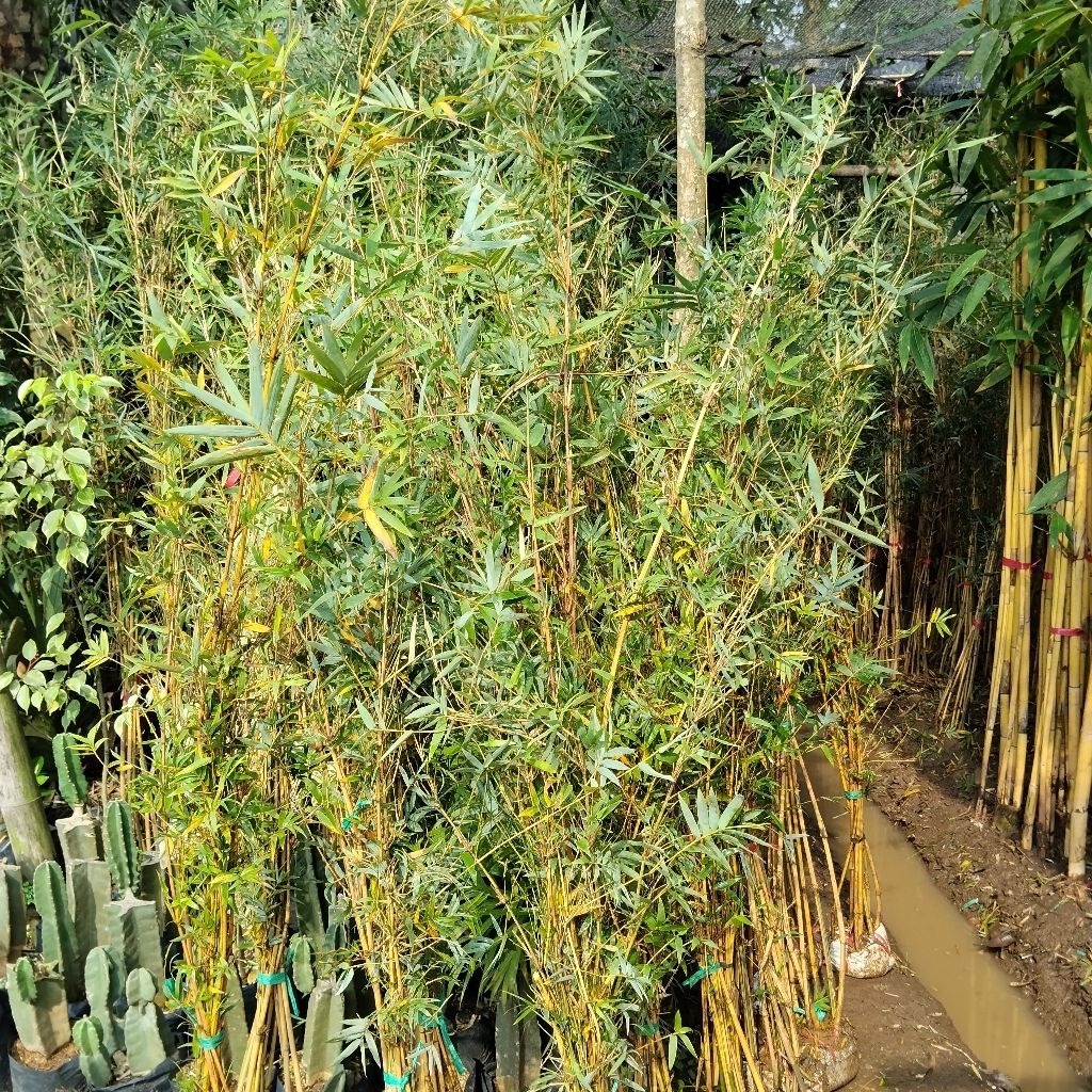 1 Rumpun Tanaman hias bambu kuning mini-daun mini bambu cendani asli
