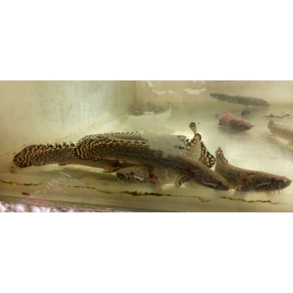 Ikan palmas orna 8-9 cm