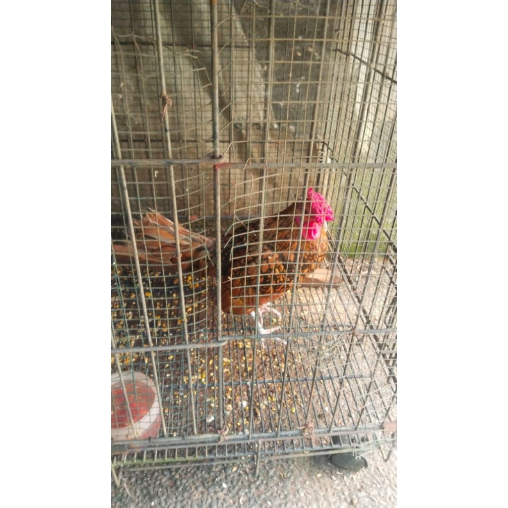 Ayam Kate Batik Kanada Dewasa