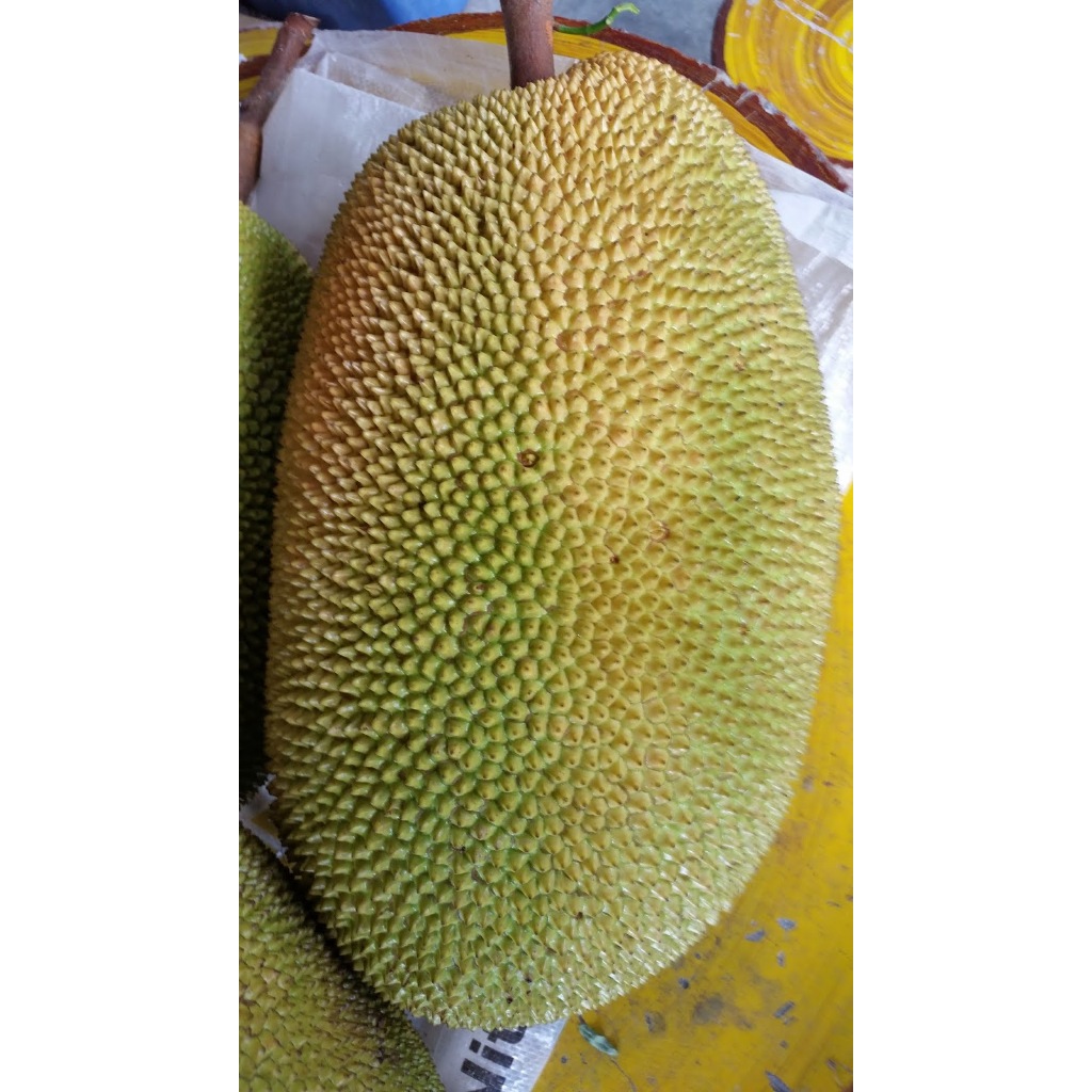 Indukan Nangka J33 BERBUAH 2 METER BATANG BESAR