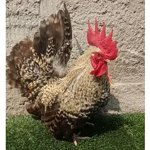 ayam kate jantan dewasa
