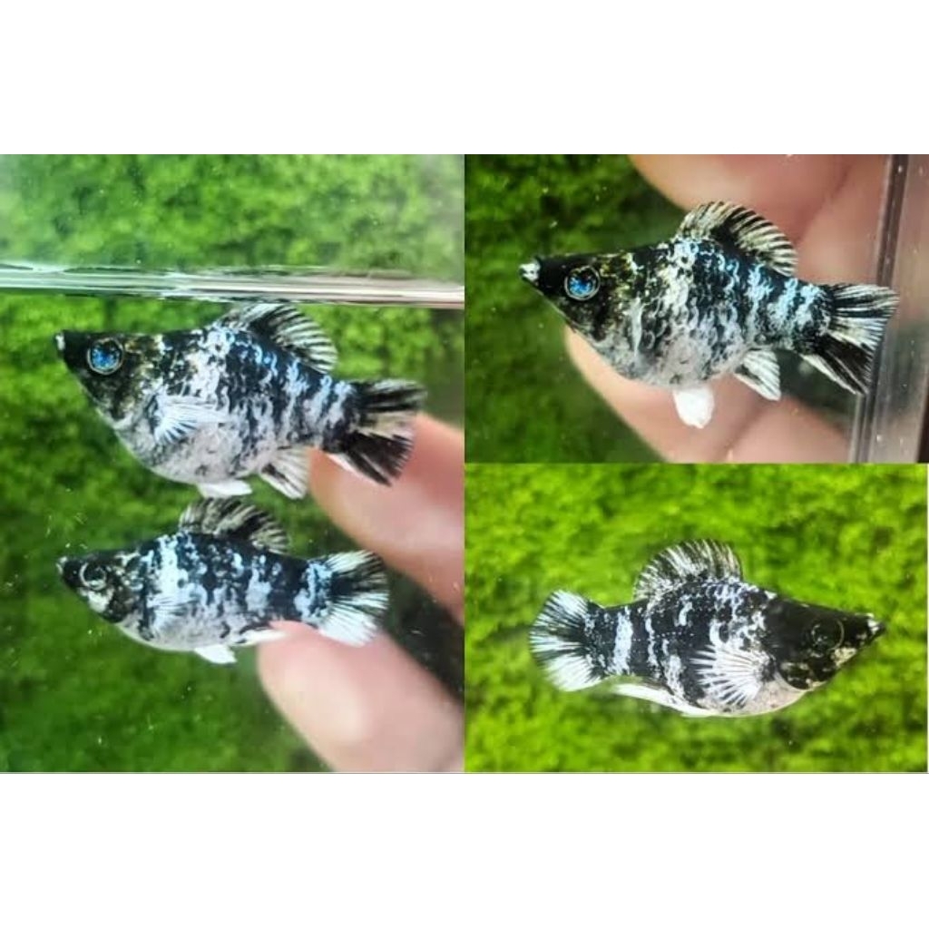 Molly Zebra mata crystal